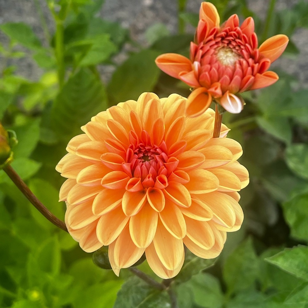 Dahlia Renate Tosio